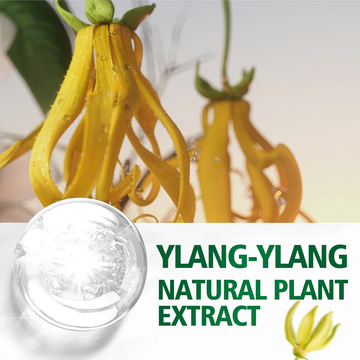 Ylang Ylang Essential Oil for Massage, Shower, Skin Care, Diffusion, Relaxation, Aromatherapy, Humidifier, Candle Making